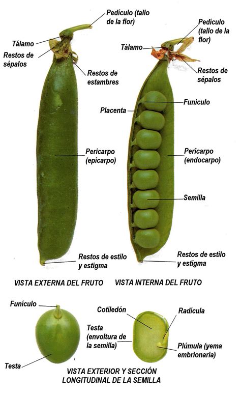 Pin de rioMoros en GLOSARIO BOTÁNICO Guisante Huerto ecologico Semillas