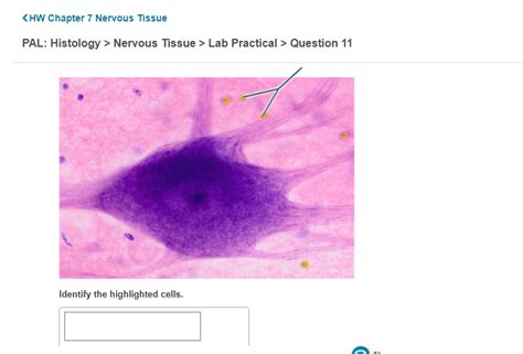 Nervous Tissue Lab Practical Question Chegg