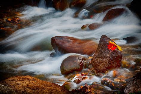 Stones Leaves Water Stream Rocks Hd Wallpaper Peakpx