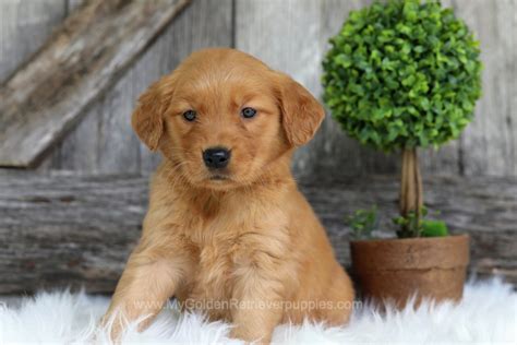 Fawn My Golden Retriever Puppies