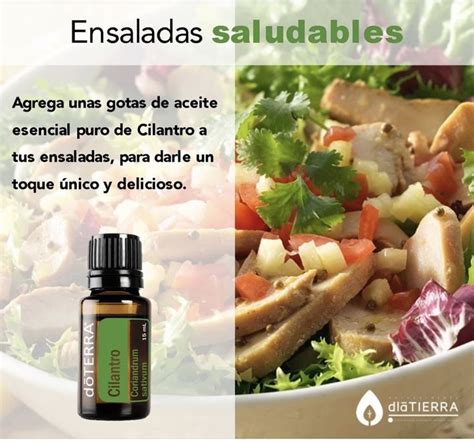 Doterra Cilantro Healthy Salads Doterra Essential Oils