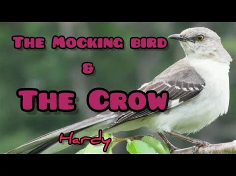 Hardy The Mocking Bird The Crow Lyrics YouTube