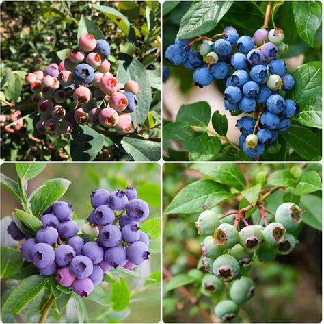 Blaubeeren Samen Balkon Heidelbeere Heidelbeeren Balkon Pflanze