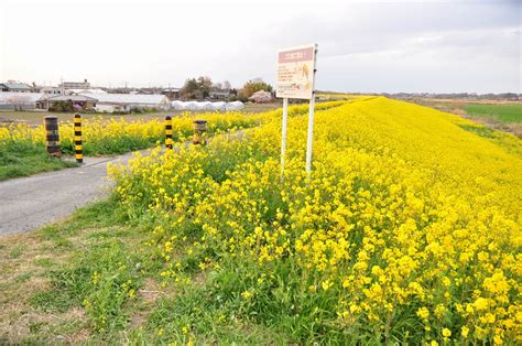 ・一面の黄色いじゅうたん？菜の花でいっぱいの埼玉県吉見町荒川の土手です 霊園とお墓のはなし