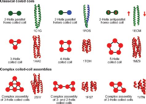 Peptide And Protein Building Blocks For Synthetic Biology From