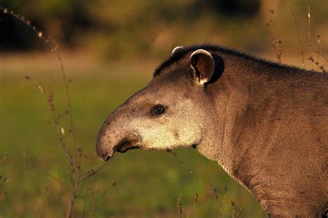 Anta Tapirus Terrestris Rewild Brazil The Brazilian Plantfinder