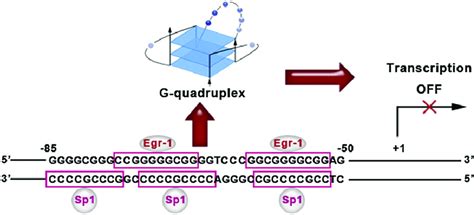 The G Rich Sequences In The Vegf Promoter And Its Proposed Role In