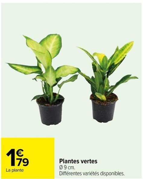 Promo Plantes vertes Ø 9 cm Différentes variétés disponibles chez