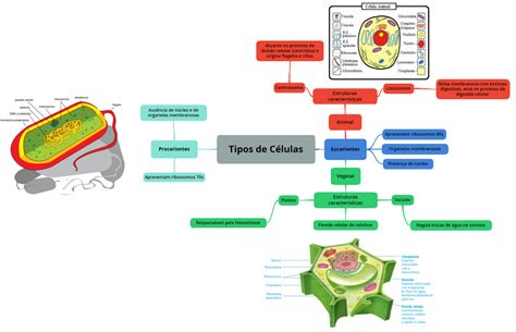 Mapa Mental Tipos De C Lulas Descomplica