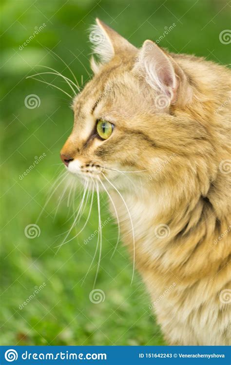 Ginger Tabby Cat On The Nature In The Green Grass Among The Yellow Dandelions Stock Image