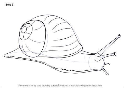 How to Draw a Snail (Snails) Step by Step | DrawingTutorials101.com