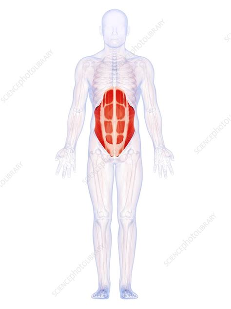 Human Abdominal Muscles Artwork Stock Image F010 1698 Science