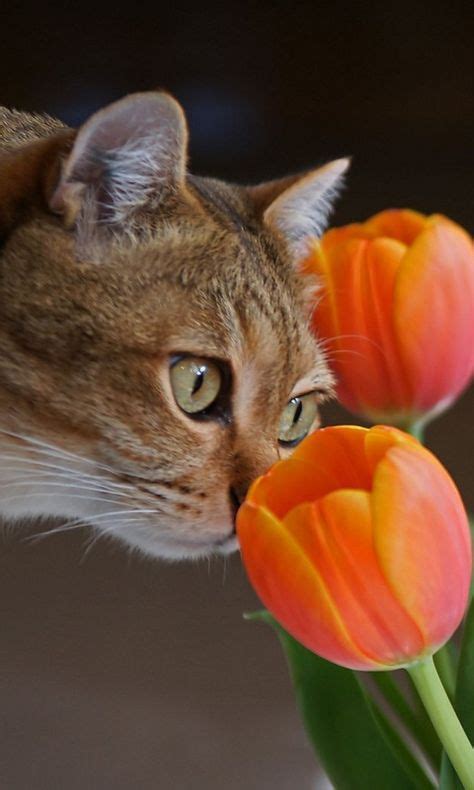 190 Flower Cats Ideas Cats Cats And Kittens Crazy Cats