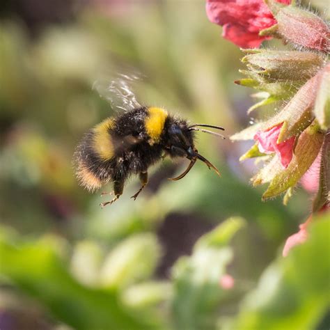 TrogTrogBlog: First bumblebees