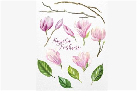 Pink Magnolia Watercolor Flower Clipart Graphic By Elena Dorosh Art