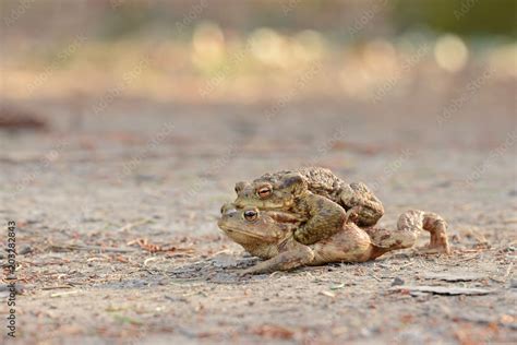 Bufo Bufo The Common Toad European Toad Or In Anglophone Parts Of