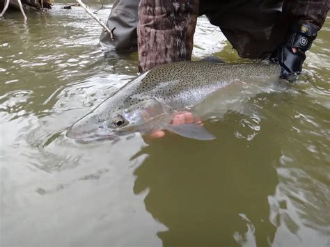 Crooked Creek Steelhead Fishing Pennsylvania State 2024