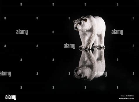 Polar Bear Isolated Stock Photo Alamy