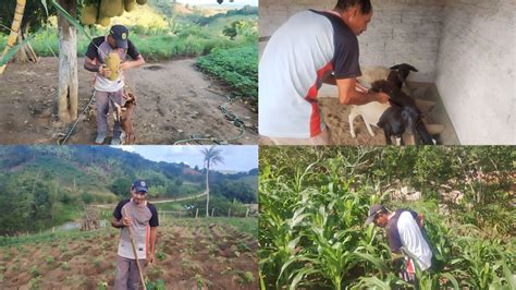 A PRIMEIRA COLHEITA DA NOSSA JAQUEIRA PLANTIO DE PALMA E BETERRABA