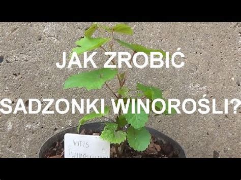 ROZMNAŻANIE WINOROŚLI krok po kroku YouTube