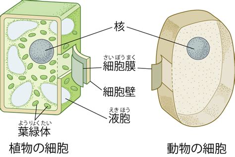 細胞のつくり