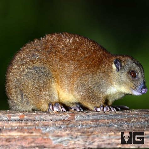 Southern Common Cuscus for sale - Underground Reptiles