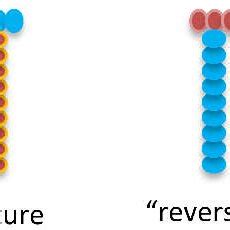 Schematic Illustration Of Classic And Reverse Structures