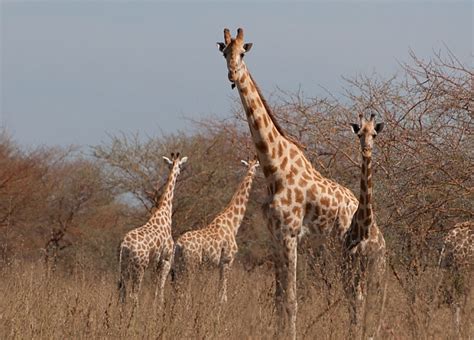 Parc national de Waza une exubérante réserve de biosphère