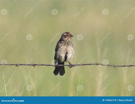 Red-winged Blackbird Female Stock Photo - Image of dark, phoeniceus ...