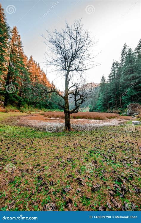 Autumn - Beautiful Deodar Forest in Manali, Himachal Pradesh, India Stock Photo - Image of ...