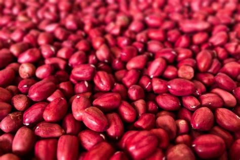 5 Fakta Tanaman Kacang Merah Yang Unik