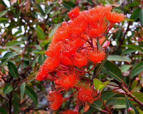 corymbia ficifolia gardensonline