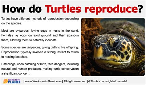 How Do Turtles Reproduce