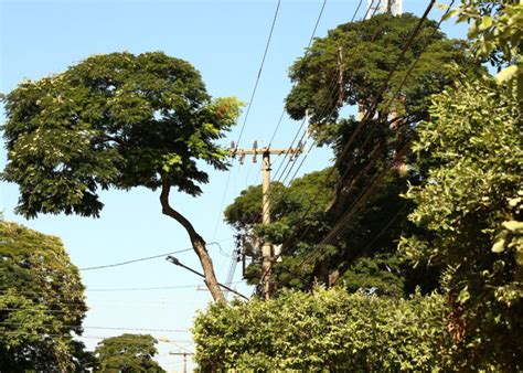 Projeto busca regulamentação para o plantio de árvores sob a rede