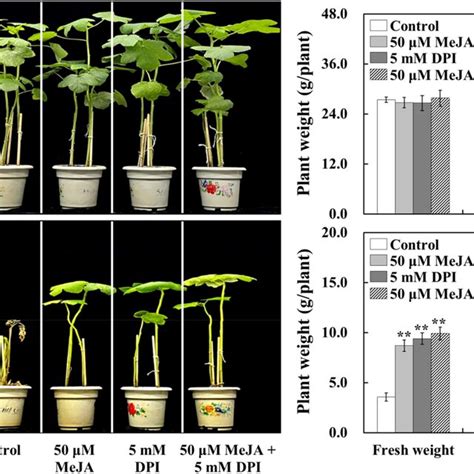 Effects Of Exogenous Meja Nadph Oxidase Inhibitor Dpi And Meja Dpi