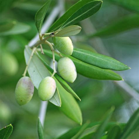 Olive Leaf, Olea europaea - Village Herbals