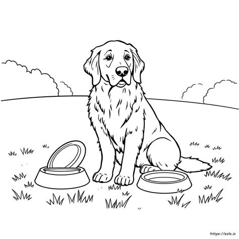 Golden Retriever Colouring