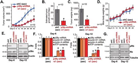 p38γ silencing inhibits NPC xenograft tumor growth in nude mice The Download Scientific