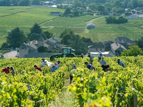 Joseph Burrier Chateau De Beauregard Saint Veran En Faux WEIN QUADRAT