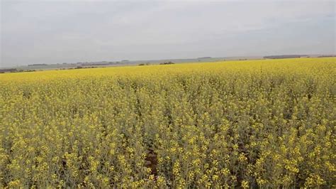 Brasileiros E Frances Na Planta O De Canola Youtube