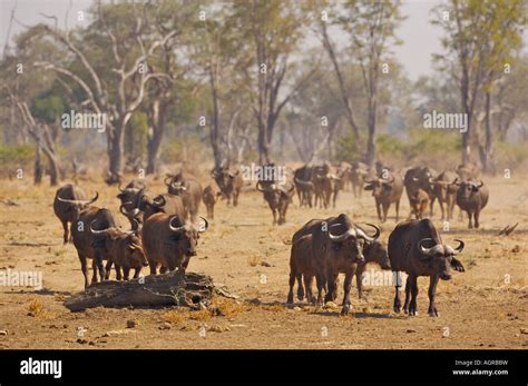 Cape Buffalo herd Stock Photo - Alamy