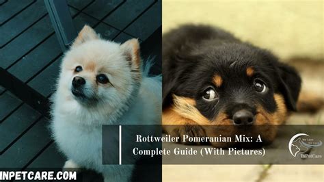 Rottweiler Pomeranian Mix: A Complete Guide (With Pictures)