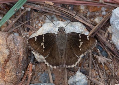 Southern Cloudywing - Alabama Butterfly Atlas