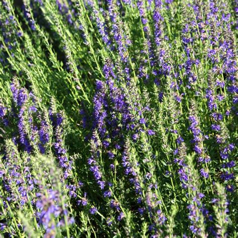 Hyssop Hyssopus Officinalis My Garden Life