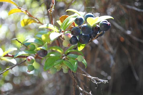 Huckleberry bushes – Mendonoma Sightings