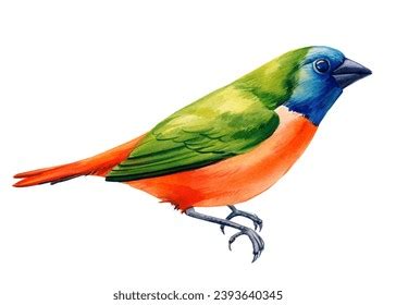 500 Blue Finch Watercolor Royalty-Free Images, Stock Photos & Pictures | Shutterstock