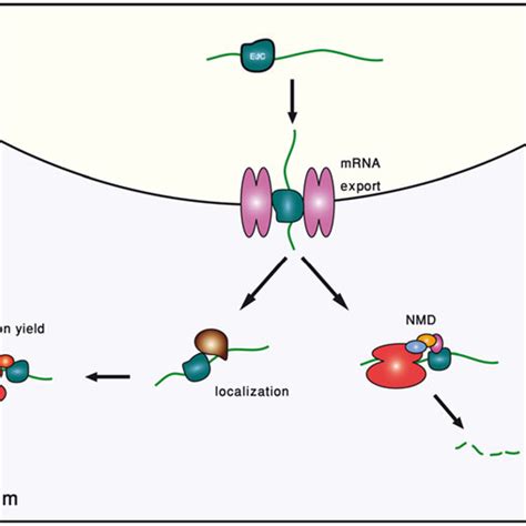 schematic description    roles played