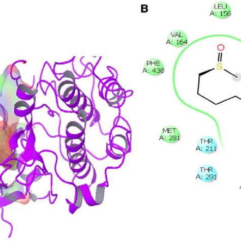 a Ribbon presentation of Akt protein molecule with CID5350. b Protein ...