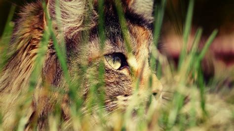 壁纸 虎 狮子 野生动物 大猫 晶须 动物群 脊椎动物 特写 猫像哺乳动物 热带稀树草原 1920x1080