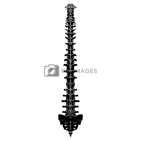 Skeleton Human Vertebral Column Silhouette Spine Body Bones Sacrum